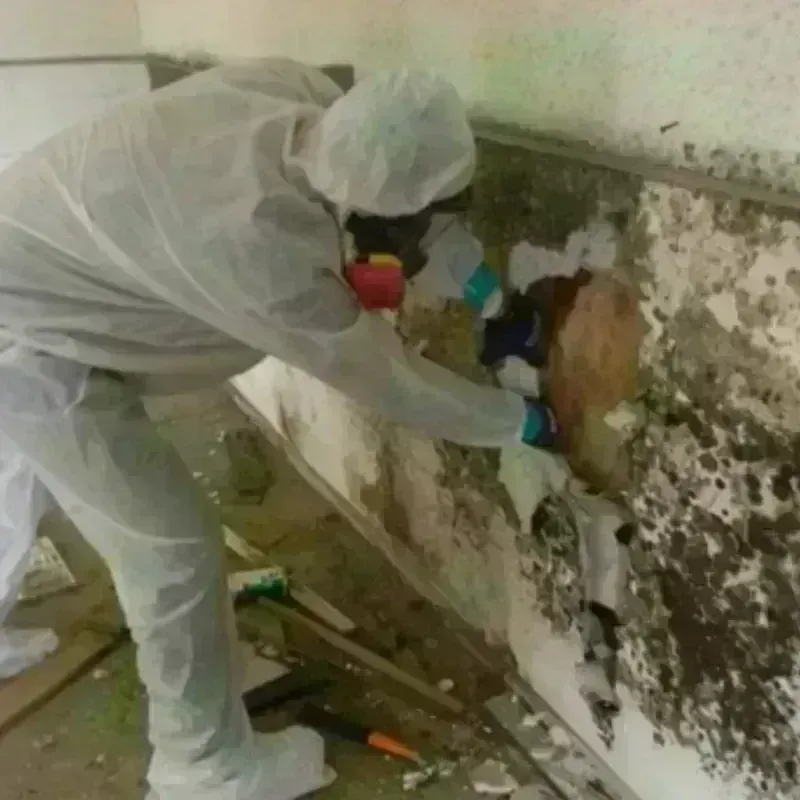 Mold Remediation and Removal in Pulaski, TN